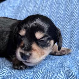 Boy 1 - Black and cream male Dachshund puppy in Houston, Texas from L&L 4D Dancer’s Dachshunds