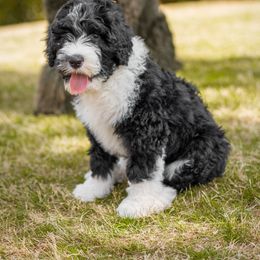 Assorted Doodle Crosses, Old English Sheepdog, and Poodle Puppies from Everyone Loves Doodlez