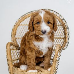Australian Labradoodle Puppies from Sunny Day Doodles