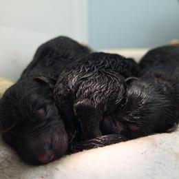 Signal - Black and red male German Shepherd puppy in Columbus, Indiana from Stony Lonesome GSD