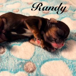 Randy - Red male Shih Tzu puppy in Hemet, California from Aloha Shih Tzu