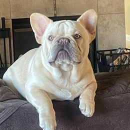Buddha - French Bulldog