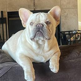 Buddha - French Bulldog