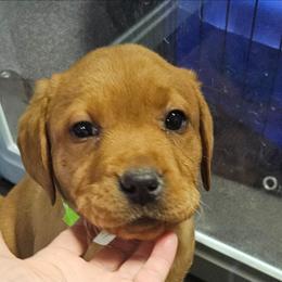 5th choice female available to reserve - Yellow female Labrador Retriever puppy in Dalton, Pennsylvania from Whiteduck Mountain Kennel AKC Australian Cattle Dogs and AKC Fox Red Labrador Retrievers