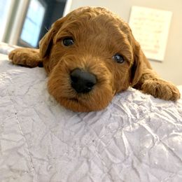 Bernedoodle and Goldendoodle Puppies from Cottrell’s Poodles & Doodles