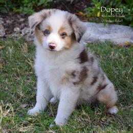Dopey - Red merle female Miniature Australian Shepherd puppy in Evant, Texas from Lazy VT Bar Ranch