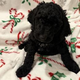 Bernedoodle, Goldendoodle, and Poodle Puppies from Gentle Paw Goldendoodles