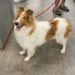 Collie puppies from Plum Creek Collies