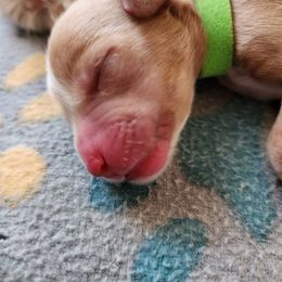 Labradoodle Puppies from Tyson's Farm Doodles