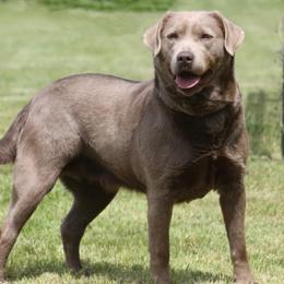 Heidi - Dilute Retriever