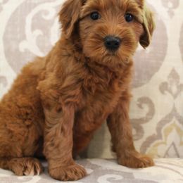  Puppies from Valley Vineyard Labradoodles