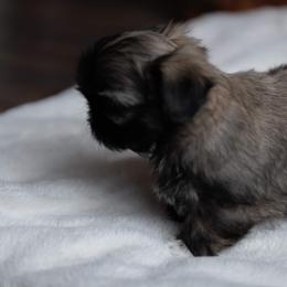 Shih Tzu Puppies from Good Lil Shih Tzu