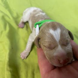 Green Girl - Orange and white female Pointer puppy in Olympia, Washington from Birdsboro Pointers