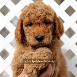Blue Collar - Red  male Goldendoodle puppy in El Paso, Texas from Texas Goldendoodles