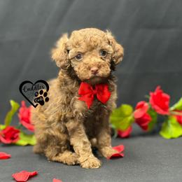 Moose (sable) - Sable male Poodle puppy in Nashville, Arkansas from Cuddles n Curls