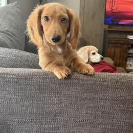 Dachshund All Grown Up from Crowder Doxies