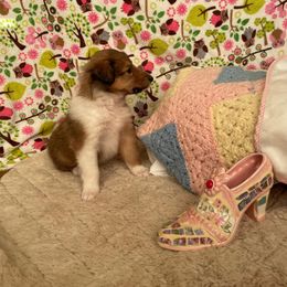 Collie Puppies from Doggy Haven Collies