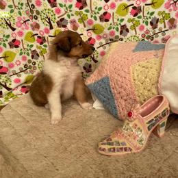 Collie Puppies from Doggy Haven Collies