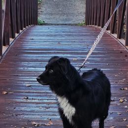 Pantera - Miniature Australian Shepherd