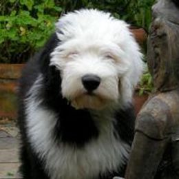 Old English Sheepdogs from Dee Caswell's Old English Sheepdogs