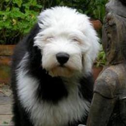 Old English Sheepdogs from Dee Caswell's Old English Sheepdogs