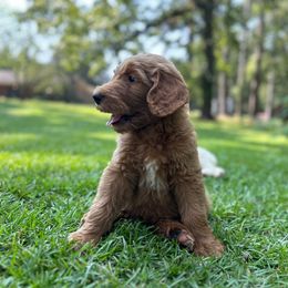 North - Red  female Goldendoodle puppy in Bogue Chitto, Mississippi from Valentine Kennels