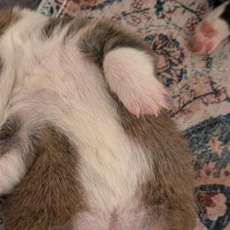 Pembroke Welsh Corgis from Tammy Gorham Corgis