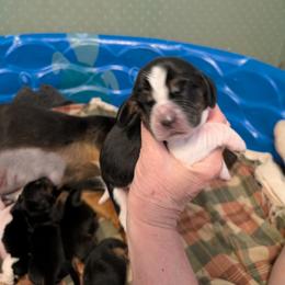 Basset Hound Puppies from 14395 n. center rd