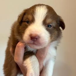 Red tri female (no collar) - Red tri-color female Australian Shepherd puppy in Castle Rock, Washington from Zoolo Kennels