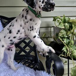 Bop It - White and black male Dalmatian puppy in Gray, Georgia from Fuller Spots