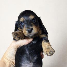 Eli - Black and tan male Dachshund puppy in Clever, Missouri from Autumn Breeze Dachshunds