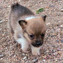 Zion - Sable male Pembroke Welsh Corgi puppy in Cheyenne, Wyoming from JD's Corgi Kennel