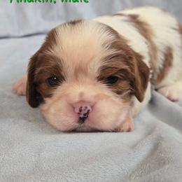 Anakin - Blenheim male Cavalier King Charles Spaniel puppy in Wardville, Oklahoma from Lily of the Valley Cavaliers