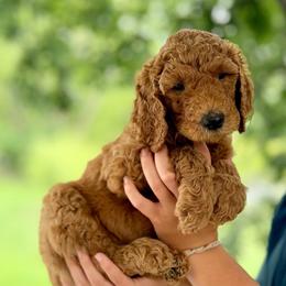 Wrangler (blue) - Red  male Goldendoodle puppy in Hutto, Texas from Crystal's Goldendoodles