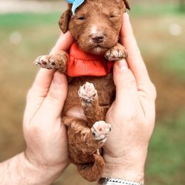 Bernedoodle and Goldendoodle Puppies from Supreme Doodles of Texas