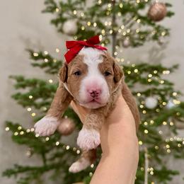 Cinnamon - Red  female Goldendoodle puppy in Rio Linda, California from Plush Doodles