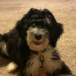 Leeli - Aussiedoodle