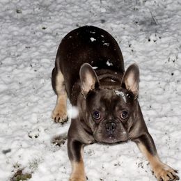 French Bulldogs from Lilith's French Bulldogs