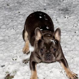 French Bulldogs from Lilith's French Bulldogs