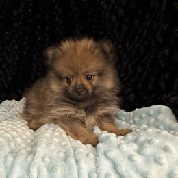 Miller - Orange sable male Pomeranian puppy in Greenville, Georgia from Breezy Hill Poms