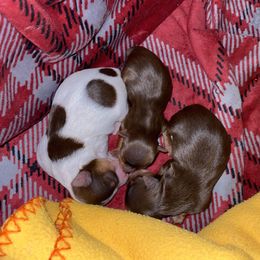 Yorkshire Terrier Puppies from Diamond Yorkies Wilder