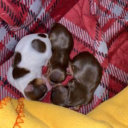 Yorkshire Terrier Puppies from Diamond Yorkies Wilder