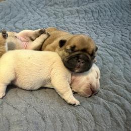 French Bulldog Puppies from Painted Desert Frenchies