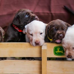 Dachshund and Labrador Retriever Puppies from Honeydew Ranch