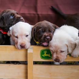 Dachshund and Labrador Retriever Puppies from Honeydew Ranch
