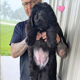 Newfoundland Black Female 2 Pink Collar - Black female Newfoundland puppy in Burfordville, Missouri from Umfleet Farms
