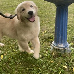 Breeze - Golden female Golden Retriever puppy in New York Mills, New York from Nevani Goldens & Siberians
