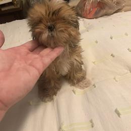 Girl 1 - Black gold and white female Shih Tzu puppy in Benbrook, Texas from Michael’s Shih Tzus