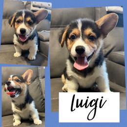 Luigi - Black and tan male Pembroke Welsh Corgi puppy in Dickinson, Texas from Careaga Farms