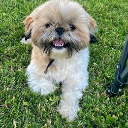 Micky - Shih Tzu